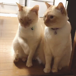 動物,犬,猫,しつけ,飼い方,育て方,病気,健康