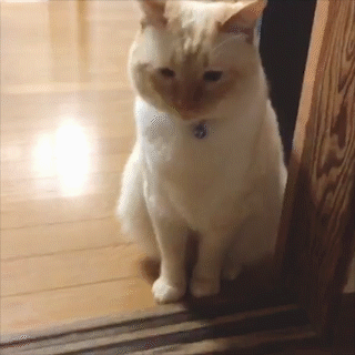 動物,犬,猫,しつけ,飼い方,育て方,病気,健康