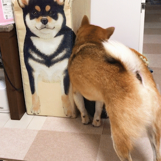 動物,犬,猫,しつけ,飼い方,育て方,病気,健康