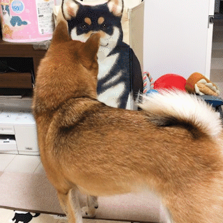 動物,犬,猫,しつけ,飼い方,育て方,病気,健康