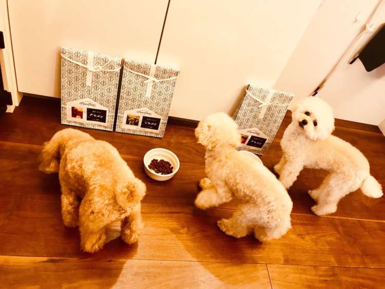 プレミアムドッグフードPECOPECO(ペコペコ)を食べるハッピーちゃん、まさくん、かりんちゃんの様子①