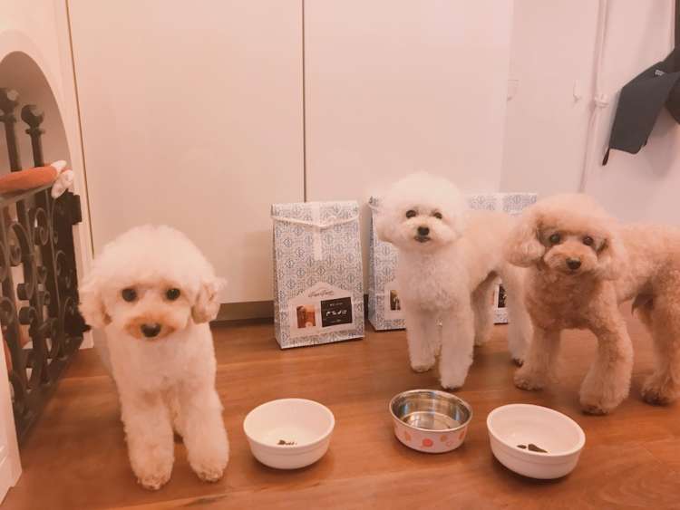 プレミアムドッグフードPECOPECO(ペコペコ)を美味しく食べたハッピーちゃん、まさくん、かりんちゃんの様子