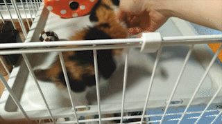 動物,犬,猫,しつけ,飼い方,育て方,病気,健康