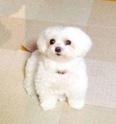 犬 マルチ―ズ ぬいぐるみ オーダーメイド