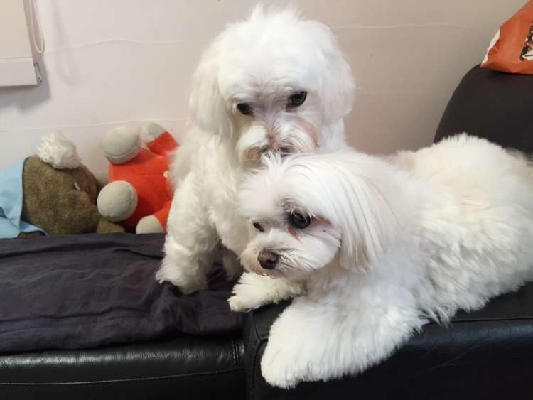 犬 マルチーズ ぬいぐるみ オーダーメイド
