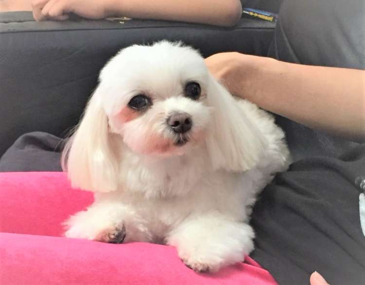犬 マルチーズ ぬいぐるみ オーダーメイド