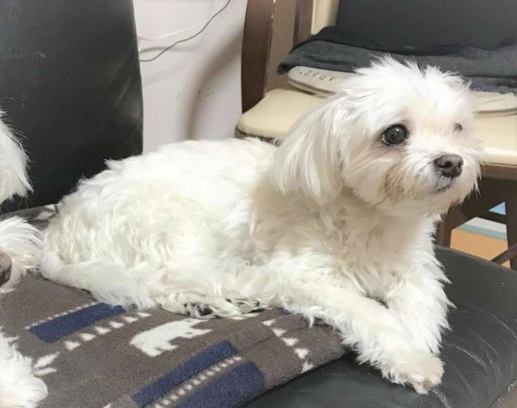 犬 マルチーズ ぬいぐるみ オーダーメイド