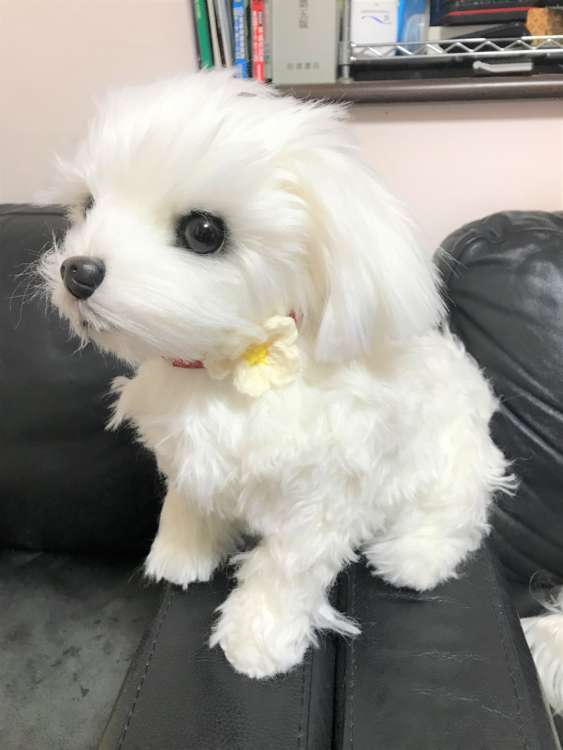 犬 マルチーズ ぬいぐるみ オーダーメイド