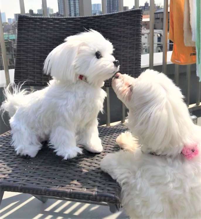 犬 マルチーズ ぬいぐるみ オーダーメイド