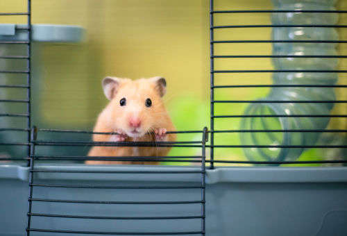 Mary Swift/ Shutterstock.com