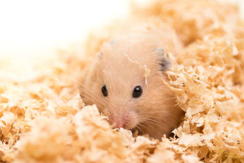 stock_shot/ Shutterstock.com