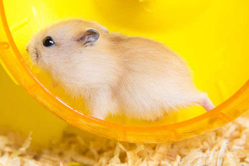 fantom_rd/ Shutterstock.com