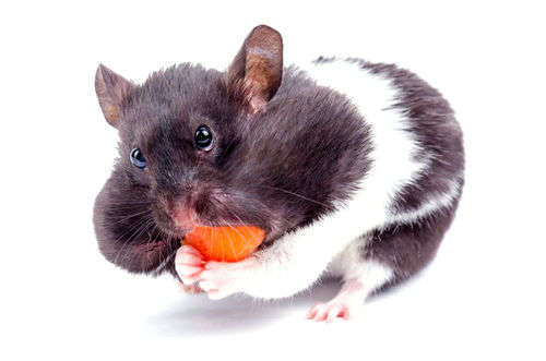Piotr Wawrzyniuk/ Shutterstock.com