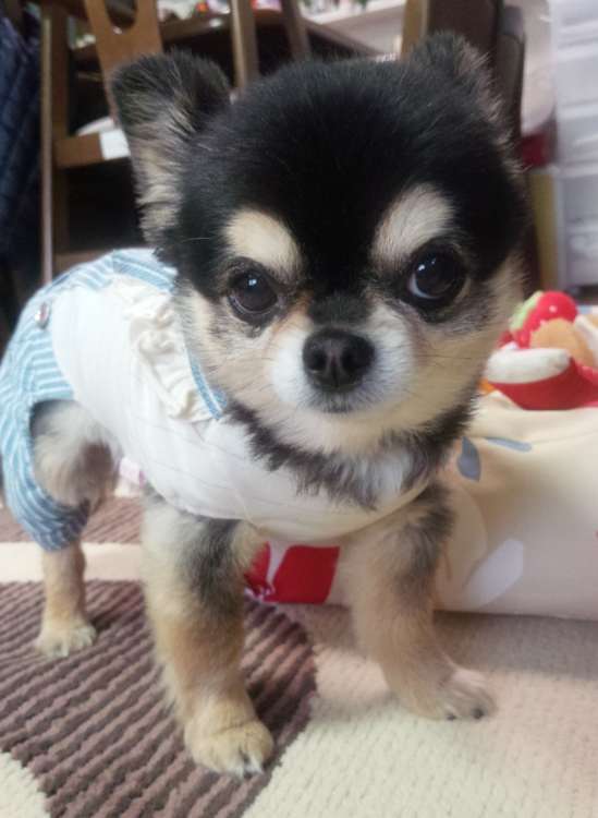 動物,犬,猫,しつけ,飼い方,育て方,病気,健康