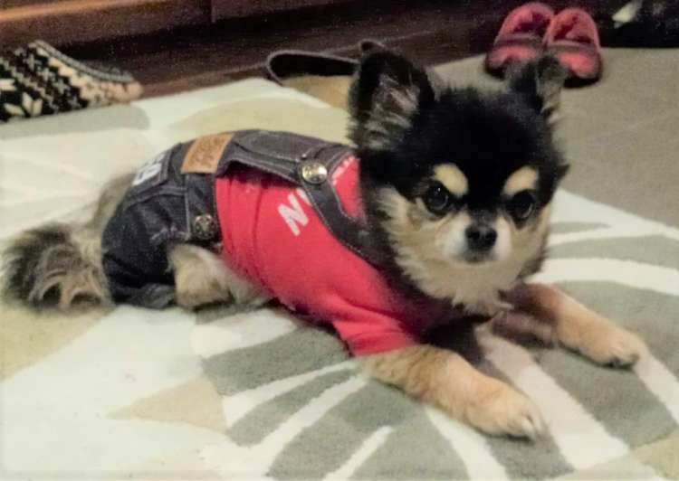 動物,犬,猫,しつけ,飼い方,育て方,病気,健康