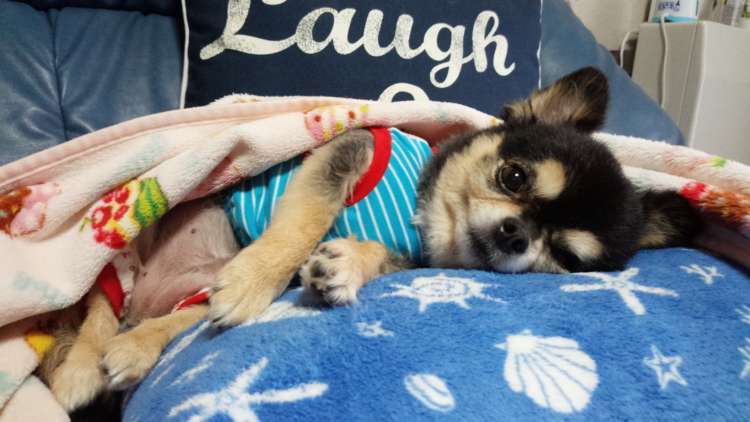 動物,犬,猫,しつけ,飼い方,育て方,病気,健康