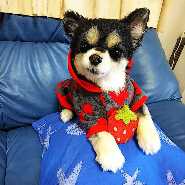 動物,犬,猫,しつけ,飼い方,育て方,病気,健康
