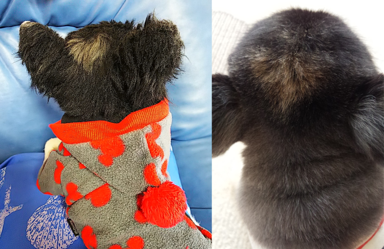 動物,犬,猫,しつけ,飼い方,育て方,病気,健康