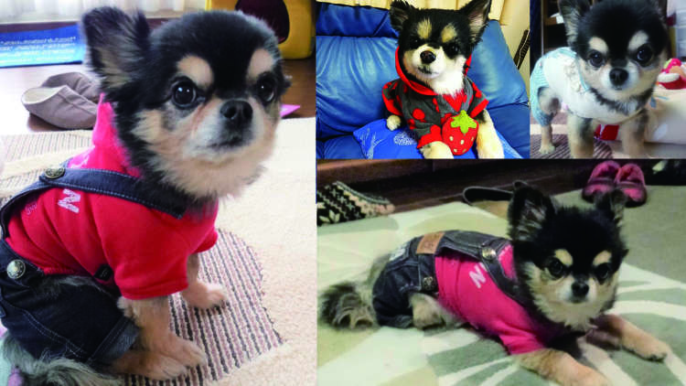 12年間、家族を “とりこ” にし続けた愛犬が最後に送ったサプライズ。