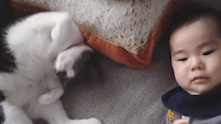 動物,犬,猫,しつけ,飼い方,育て方,病気,健康