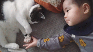 動物,犬,猫,しつけ,飼い方,育て方,病気,健康