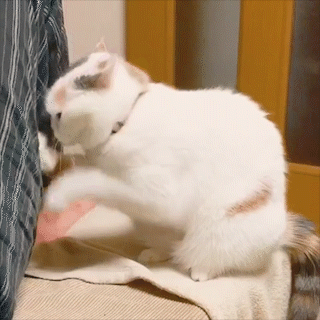 動物,犬,猫,しつけ,飼い方,育て方,病気,健康