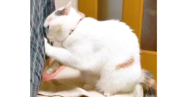 パパさんの背中を何度もカキカキして、遊ぼうアピールするニャンコ! 激しすぎるお誘いが可愛すぎた♡
