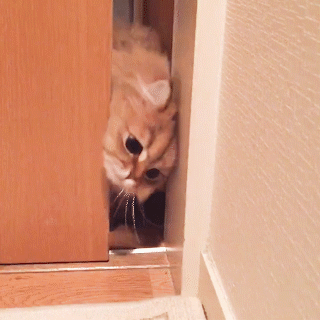 動物,犬,猫,しつけ,飼い方,育て方,病気,健康