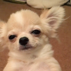 動物,犬,猫,しつけ,飼い方,育て方,病気,健康