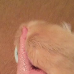 動物,犬,猫,しつけ,飼い方,育て方,病気,健康