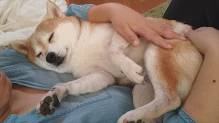 動物,犬,猫,しつけ,飼い方,育て方,病気,健康