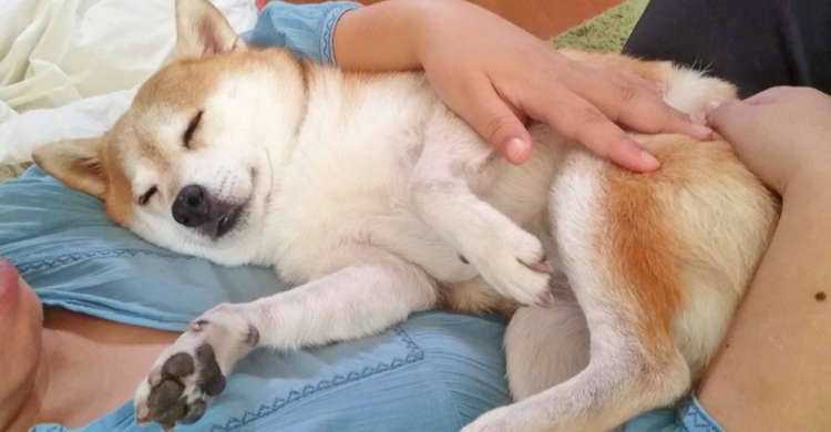 【特等席でスヤスヤzzZ】飼い主さんの腕の中で幸せそうに眠るワンコに、心から癒やされる…♪ 21秒