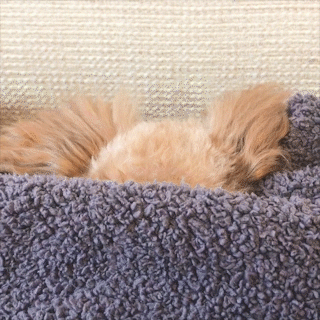 動物,犬,猫,しつけ,飼い方,育て方,病気,健康