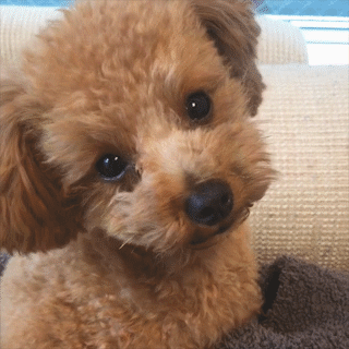 動物,犬,猫,しつけ,飼い方,育て方,病気,健康