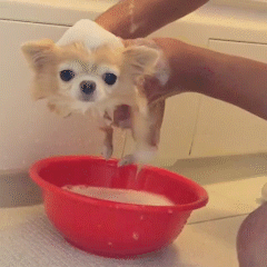 動物,犬,猫,しつけ,飼い方,育て方,病気,健康