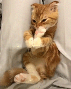 動物,犬,猫,しつけ,飼い方,育て方,病気,健康
