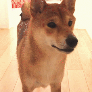 動物,犬,猫,しつけ,飼い方,育て方,病気,健康