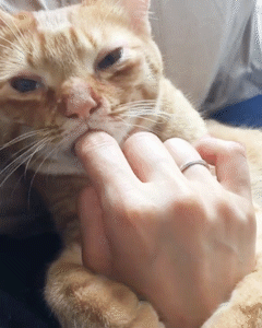 動物,犬,猫,しつけ,飼い方,育て方,病気,健康