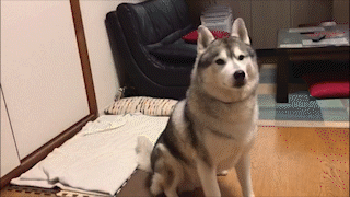 動物,犬,猫,しつけ,飼い方,育て方,病気,健康