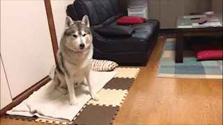 動物,犬,猫,しつけ,飼い方,育て方,病気,健康