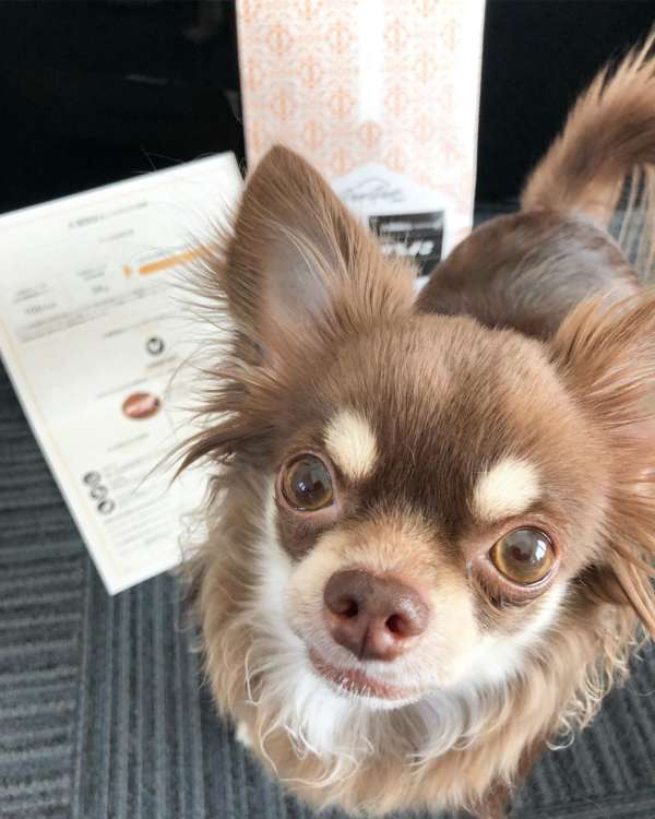 動物,犬,猫,しつけ,飼い方,育て方,病気,健康