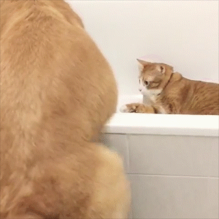 動物,犬,猫,しつけ,飼い方,育て方,病気,健康