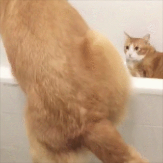 動物,犬,猫,しつけ,飼い方,育て方,病気,健康