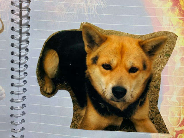 犬 ぬいぐるみ 保護犬 PECOHug ペコハグ 雑種犬 オーダーメイドぬいぐるみ