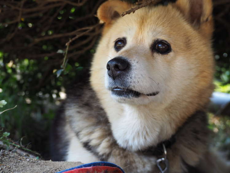 犬 ぬいぐるみ 保護犬 PECOHug ペコハグ 雑種犬 オーダーメイドぬいぐるみ