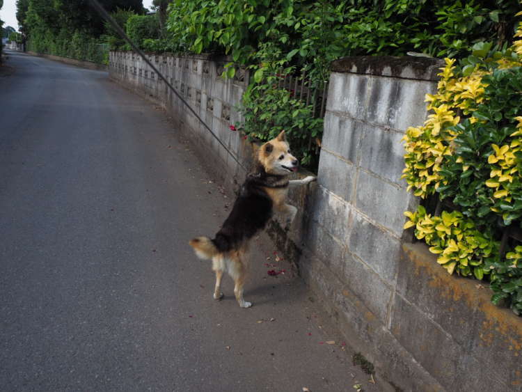 犬 ぬいぐるみ 保護犬 PECOHug ペコハグ 雑種犬 オーダーメイドぬいぐるみ