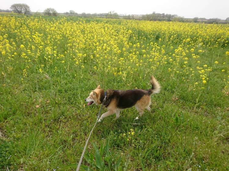 犬 ぬいぐるみ 保護犬 PECOHug ペコハグ 雑種犬 オーダーメイドぬいぐるみ