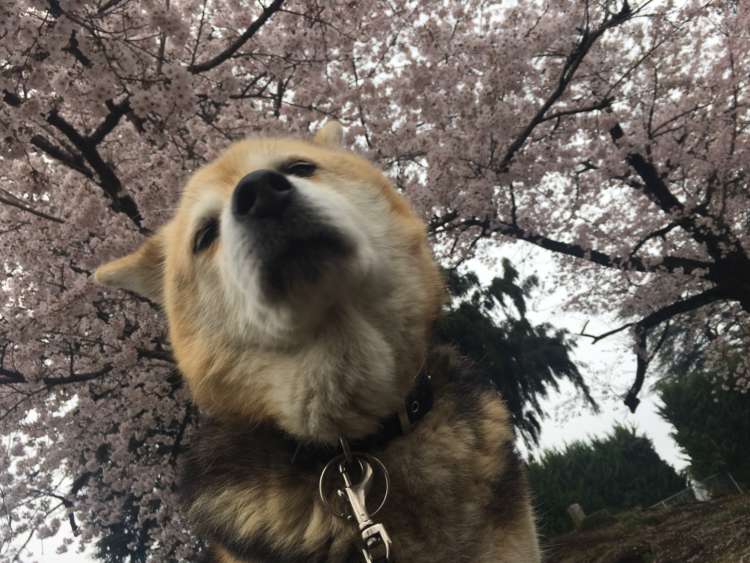 犬 ぬいぐるみ 保護犬 PECOHug ペコハグ 雑種犬 オーダーメイドぬいぐるみ