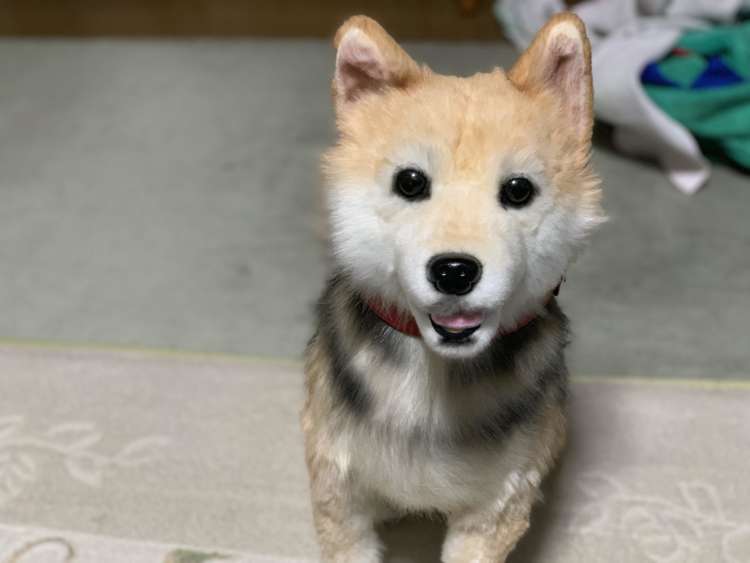 犬 ぬいぐるみ 保護犬 PECOHug ペコハグ 雑種犬 オーダーメイドぬいぐるみ