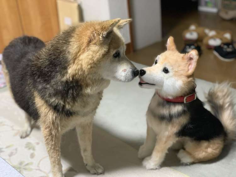 犬 ぬいぐるみ 保護犬 PECOHug ペコハグ 雑種犬 オーダーメイドぬいぐるみ